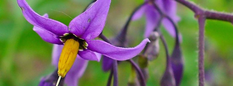 تلخ و شیرین