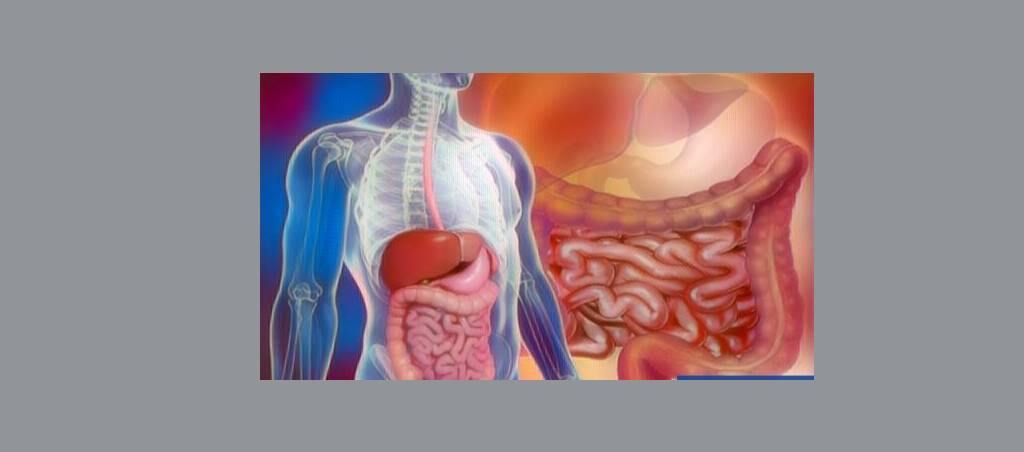 سیستم گوارشی