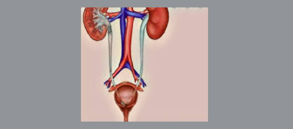 مجاری ادرار